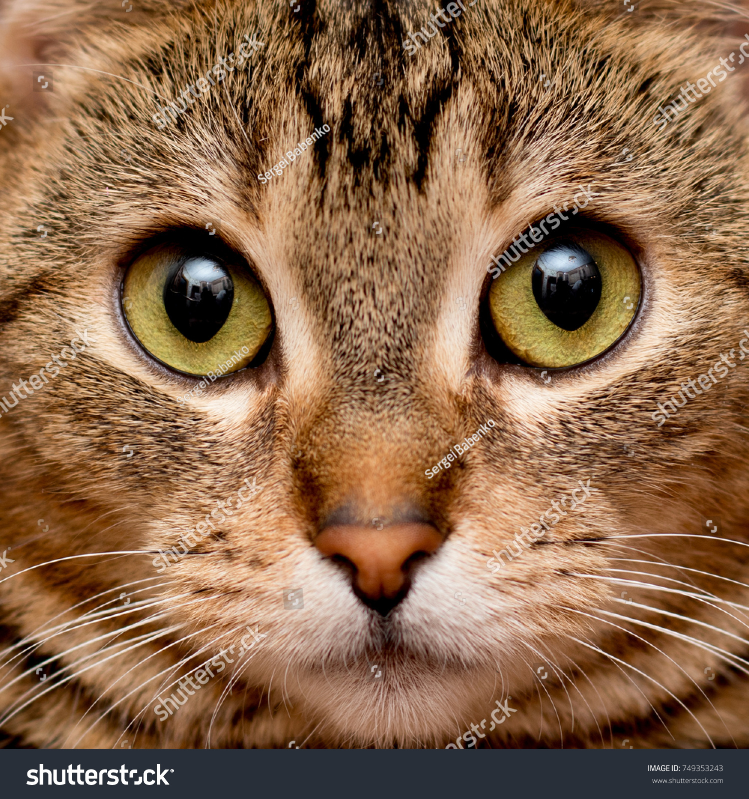 Google Cat