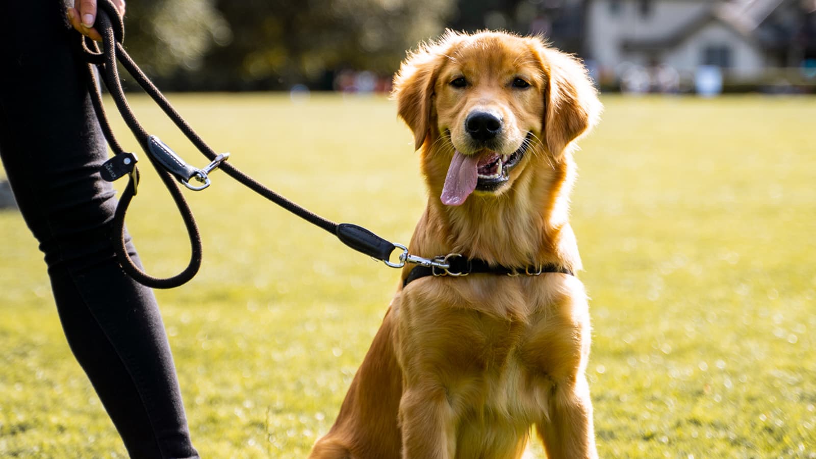 Google Dog